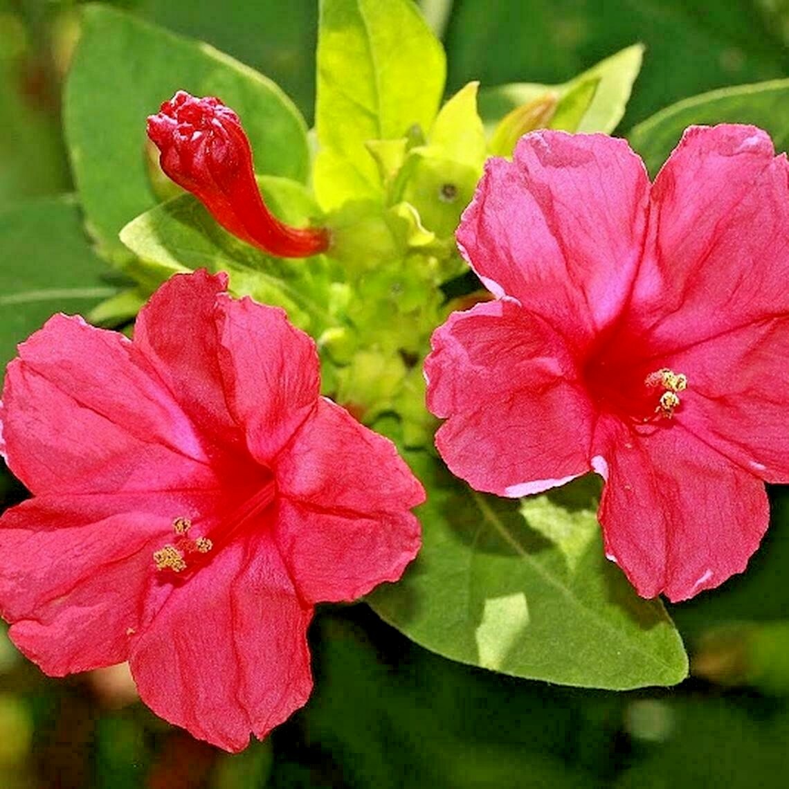 40+FOUR O CLOCK MIX Seed Wildflower Pollinators Fragrant Night Blooms Perennial