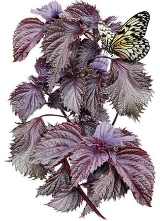 Red Shiso Seeds For Planting (Perilla frutescens)