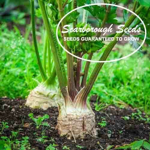 SCARBOROUGH SEEDS Celery Root (Celeriac) 500 Seeds Non GMO Garden Seeds