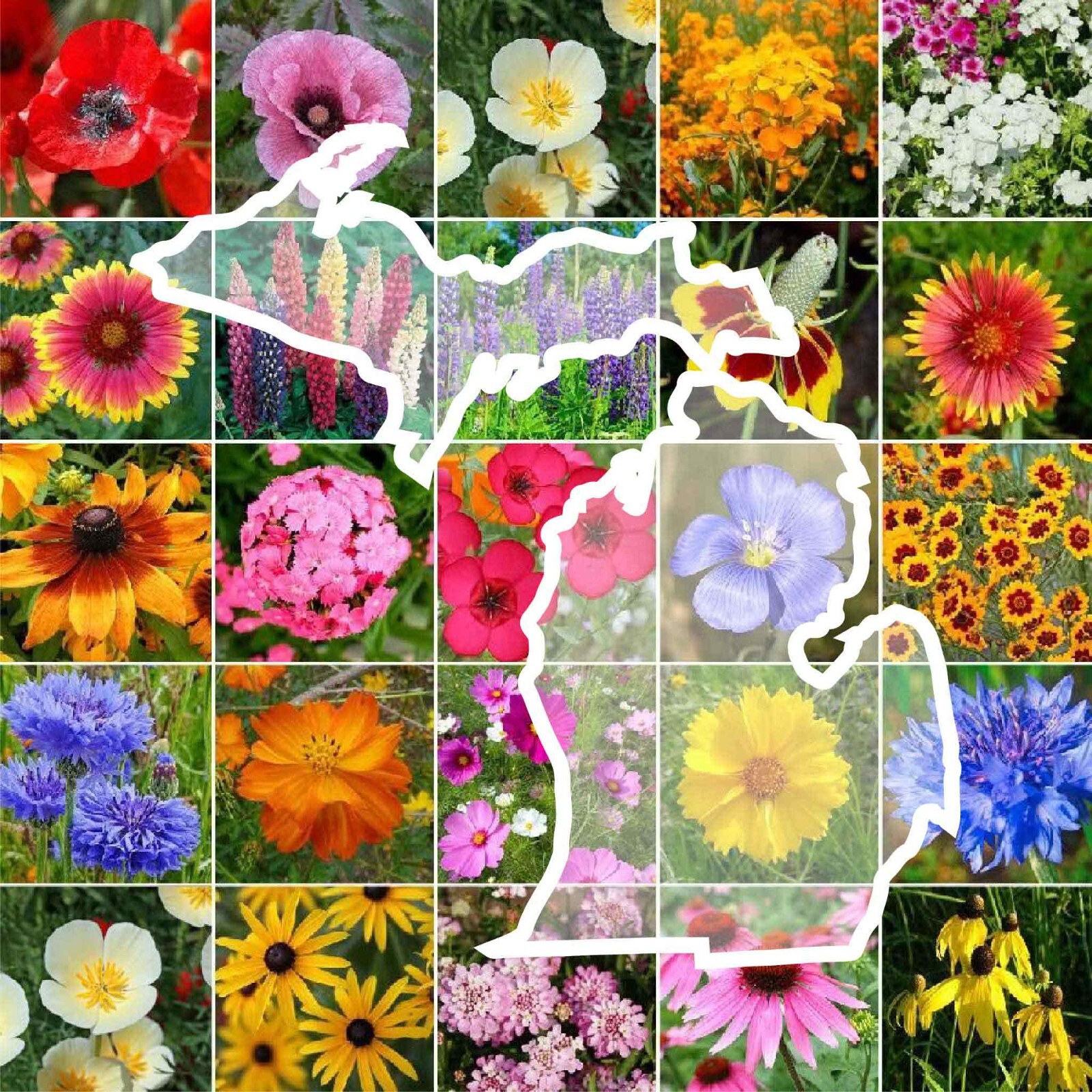Wildflower MICHIGAN State Flower Mix Perennials & Annuals USA Non-GMO 1000 Seeds