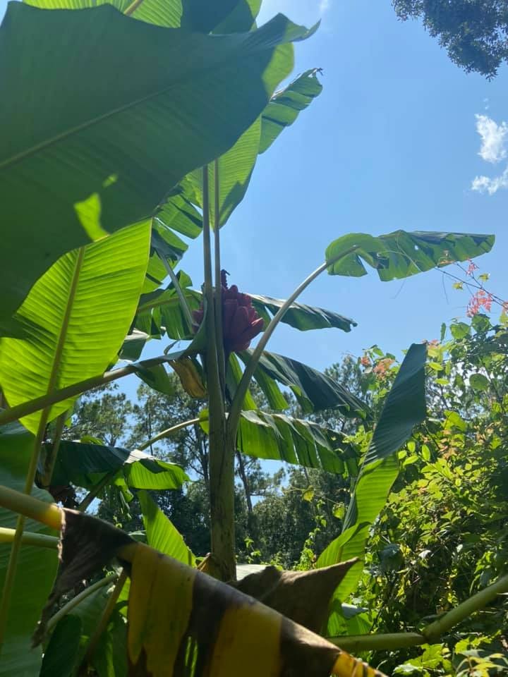 Musa velutina Seeds! Pink Dwarf Banana. Cold-Hardy, and LARGE Form!