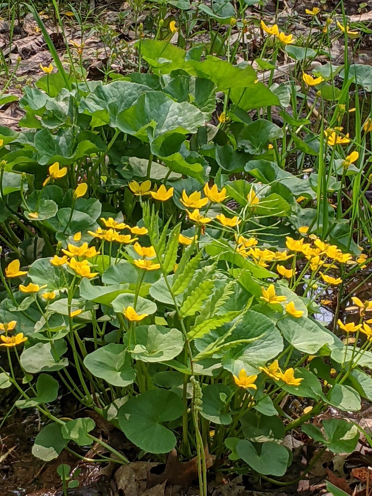20 Perennial Marsh Marigold wildflower seeds zone 3-9