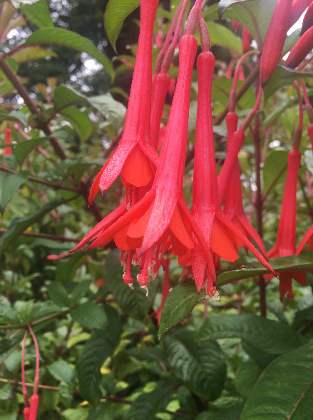 Fuchsia Fanfare | Fanfare Fuchsia | 50 Seeds