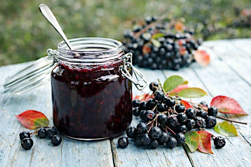 Black Chokeberry Seeds (Aronia melanocarpa) Cold Hardy Superfruit Shrub