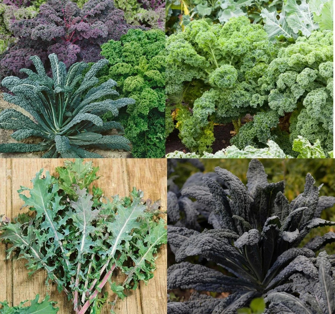 200+ KALE GARDEN BLEND SEEDS —— COLORFUL MIX
