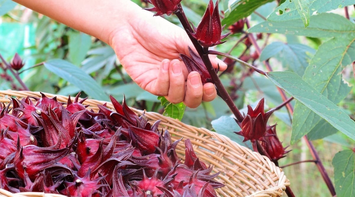 50+ Roselle Hibiscus Seeds – Tart Edible Calyxes & Stunning Red Blooms