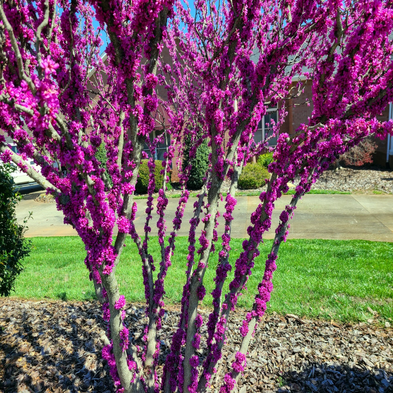Judas Tree Seeds (Cercis siliquastrum) Mediterranean Redbud Plant Fast Hardy-4