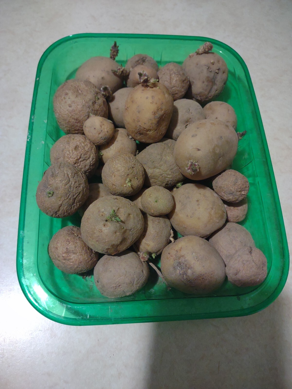 9 Tubers SMALL MEDIUM Seed Potatoes Kennebec Seed Potatoes For Planting White