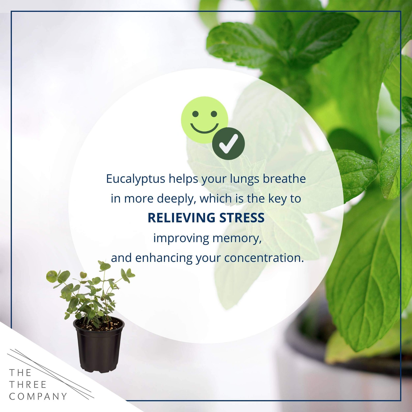Live Aromatic and Healthy Herb – Eucalyptus, Improves Air Quality, Wrapped in…