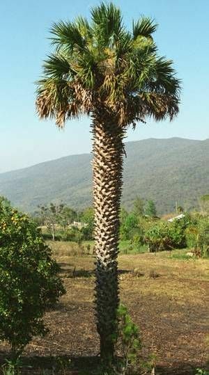 Sabal Palm Tree, Cabbage Palm, Texas Sabal palmetto Palm, 10 Fresh Seeds (01)