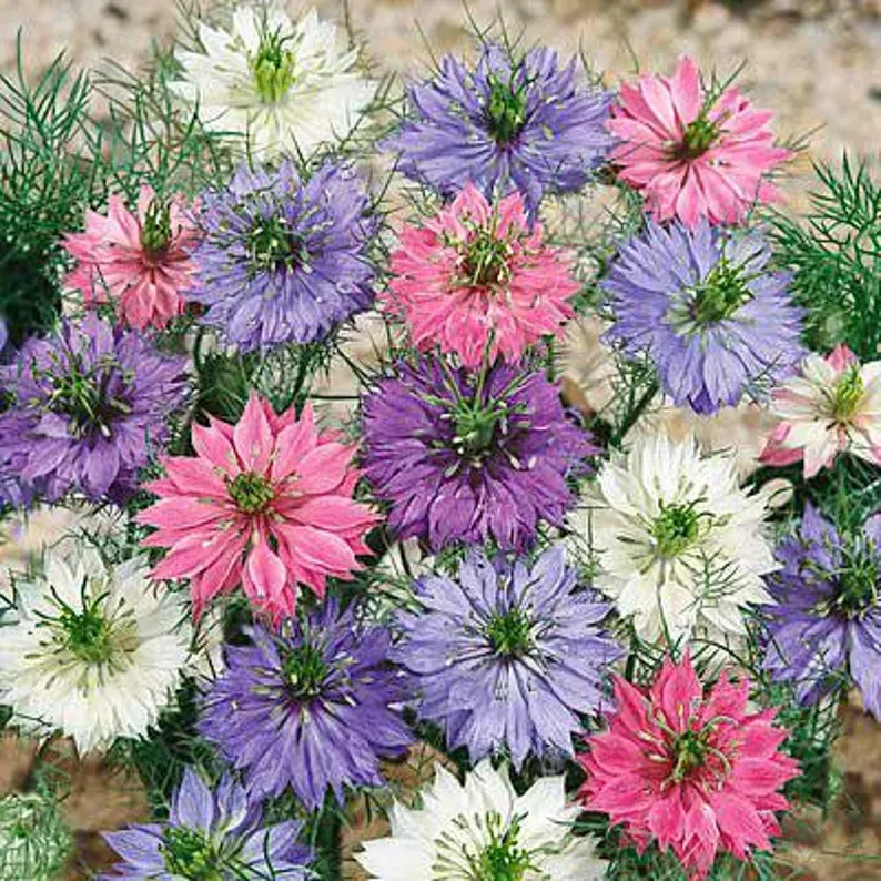 200 Miss Jekyll Love In A Mist. Organic. USA Seeds. Ships free