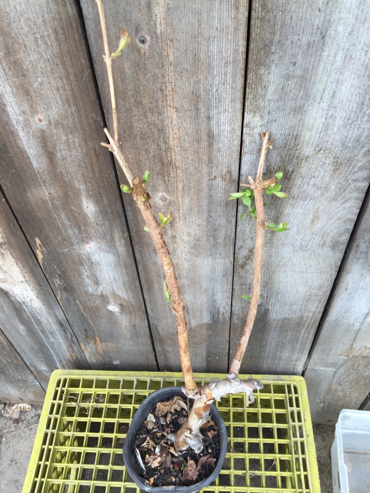 1 Air-layer Sweet Ruby Supreme Fruit Guava Starter Tree, Psidium guajava Tree