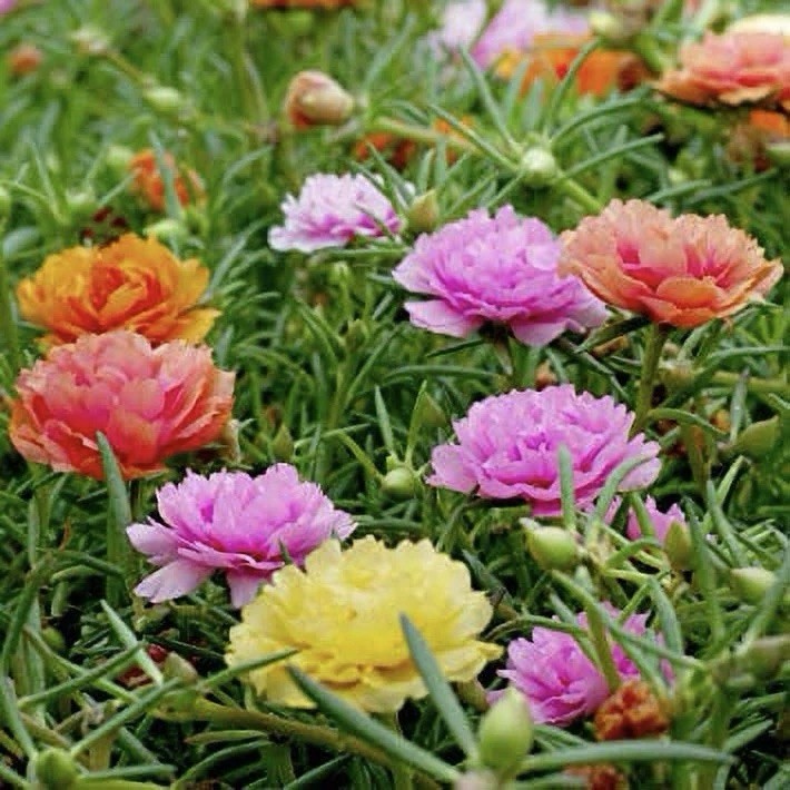 MOSS ROSE SEEDS – 2000 Seeds | PORTULACA DOUBLE MIX (Portulaca grandiflora) USA
