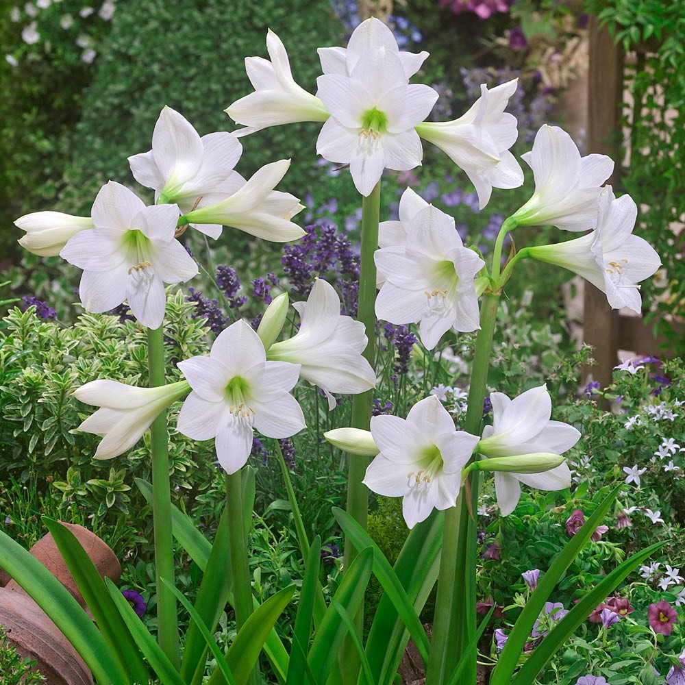 2 White Amaryllis BULBS **Multiple blooms per bulb