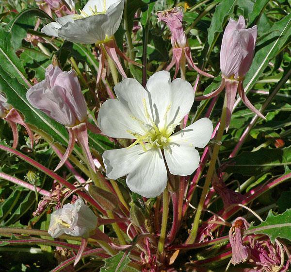 Oenothera caespitosa | Fragrant, Tufted or White Evening-Primrose | 10 Seeds