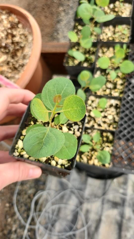 Eucalyptus Polyanthemos ‘ Red box ‘ Seeds, Fragrant Cut Foliage BULK SEED 1000pc