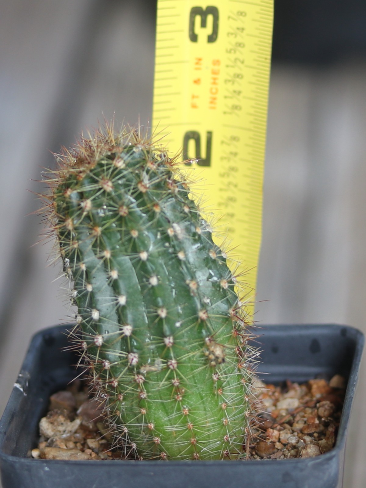 Echinopsis hybrid ‘Buergler Blau’