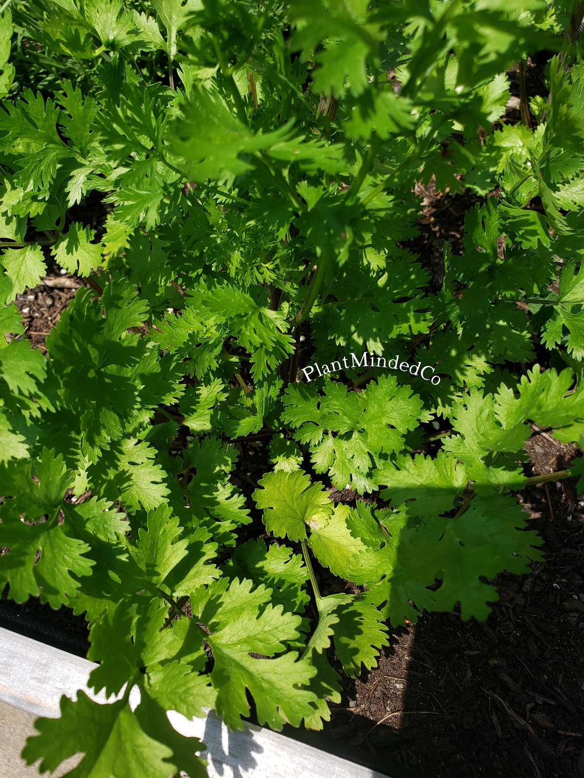 CILANTRO | Culinary Herb | Coriandrum sativum | Great Taste! | 50+ SEEDS