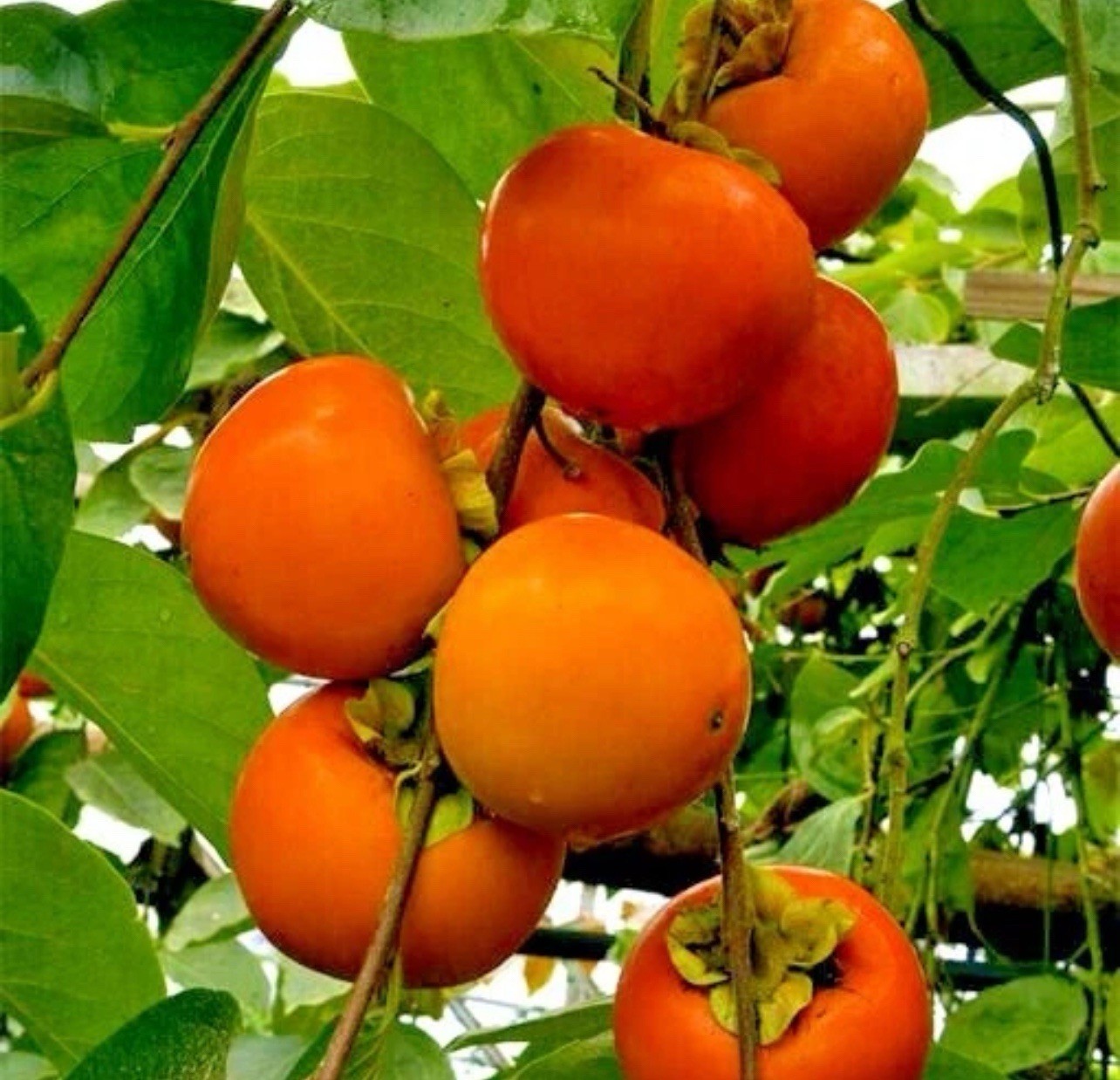 10 JAPANESE PERSIMMON TREE SEEDS (Diospyros Kaki) Asia Hardy Garden Fruit Plant