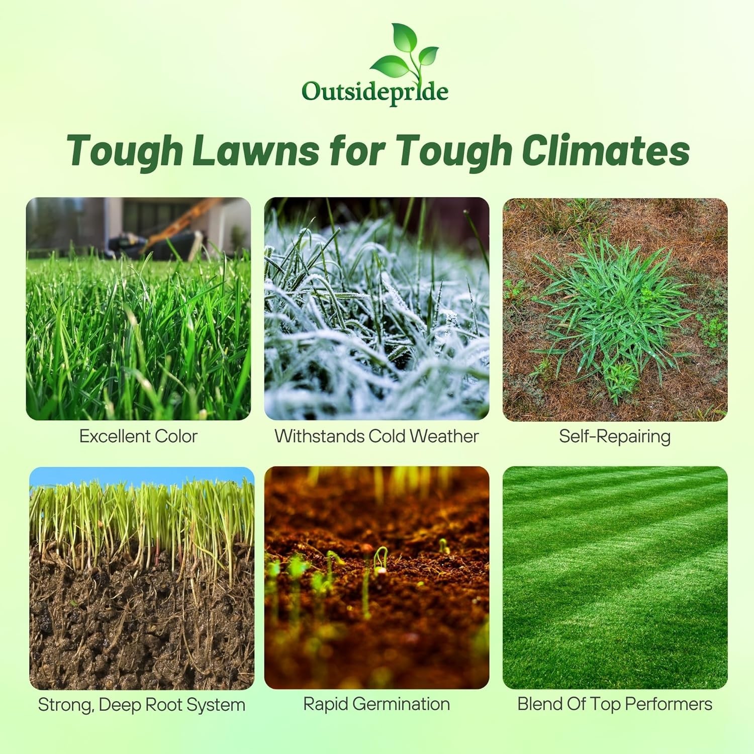 50 LBS – OptiGrowth Coated Combat Extreme Northern Zone – Tall Fescue &