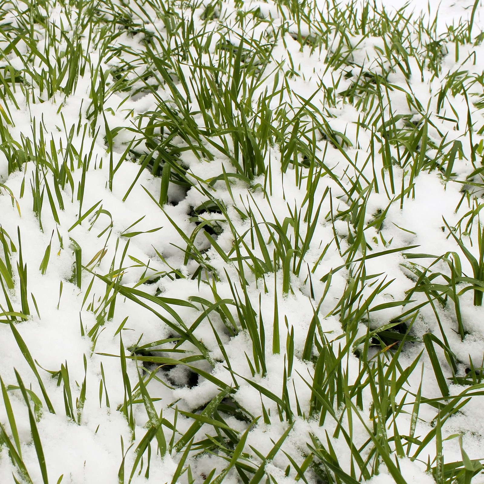 5 Lb Premium Winter Rye Cover Crop Non GMO Soil Boosting Seed for Gardens