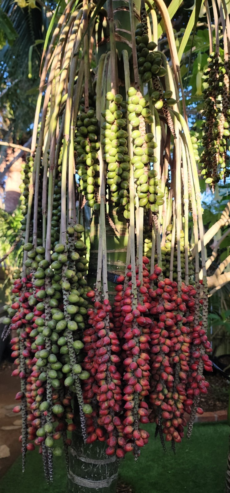 California Grown Kentia Palm Seeds, pack of 10, Howea Forsteriana