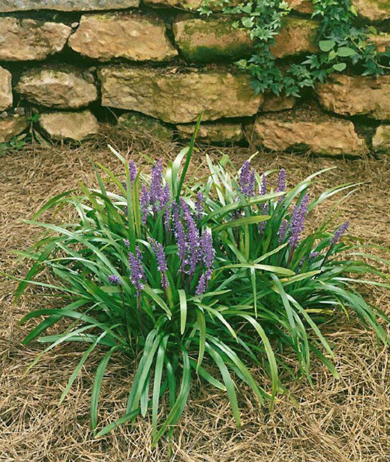 10 LILYTURF Flower Seeds Liriope Muscari Big Blue Lily Turf Clean Seed From 2024