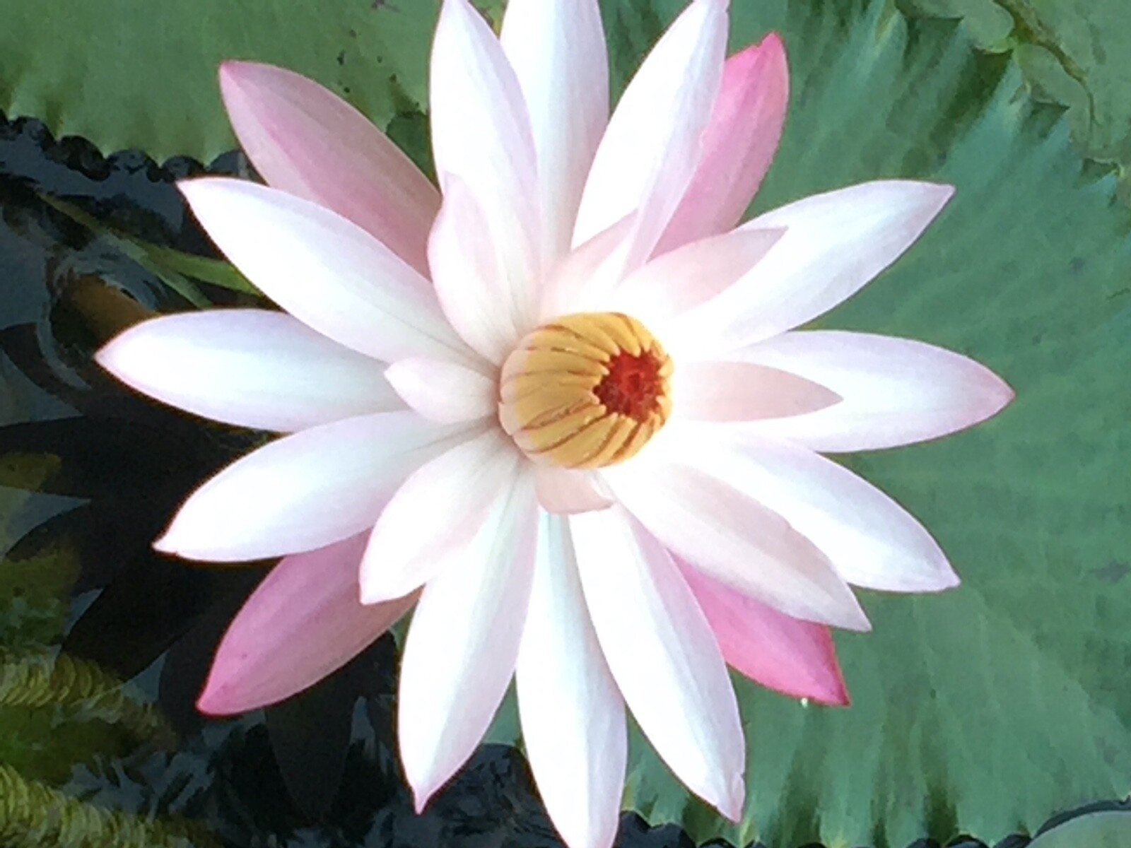 Fancy matured perennial water lilies for $45, yellow