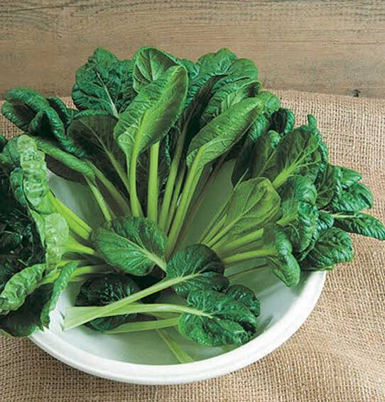 TATSOI MUSTARD 500 SEEDS NON-GMO FRESH FRESH FOR GARDENS