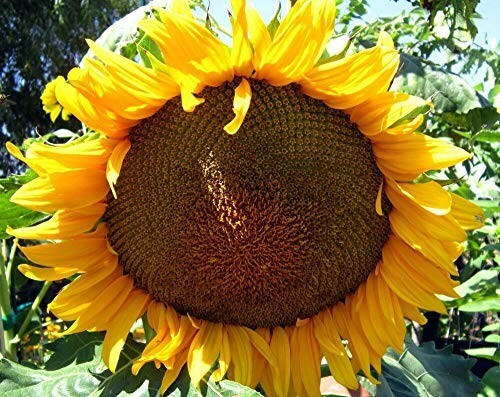 50+ Mammoth Grey Stripe Sunflower Seeds – Huge – Giant – Large Sunflowers -FRESH