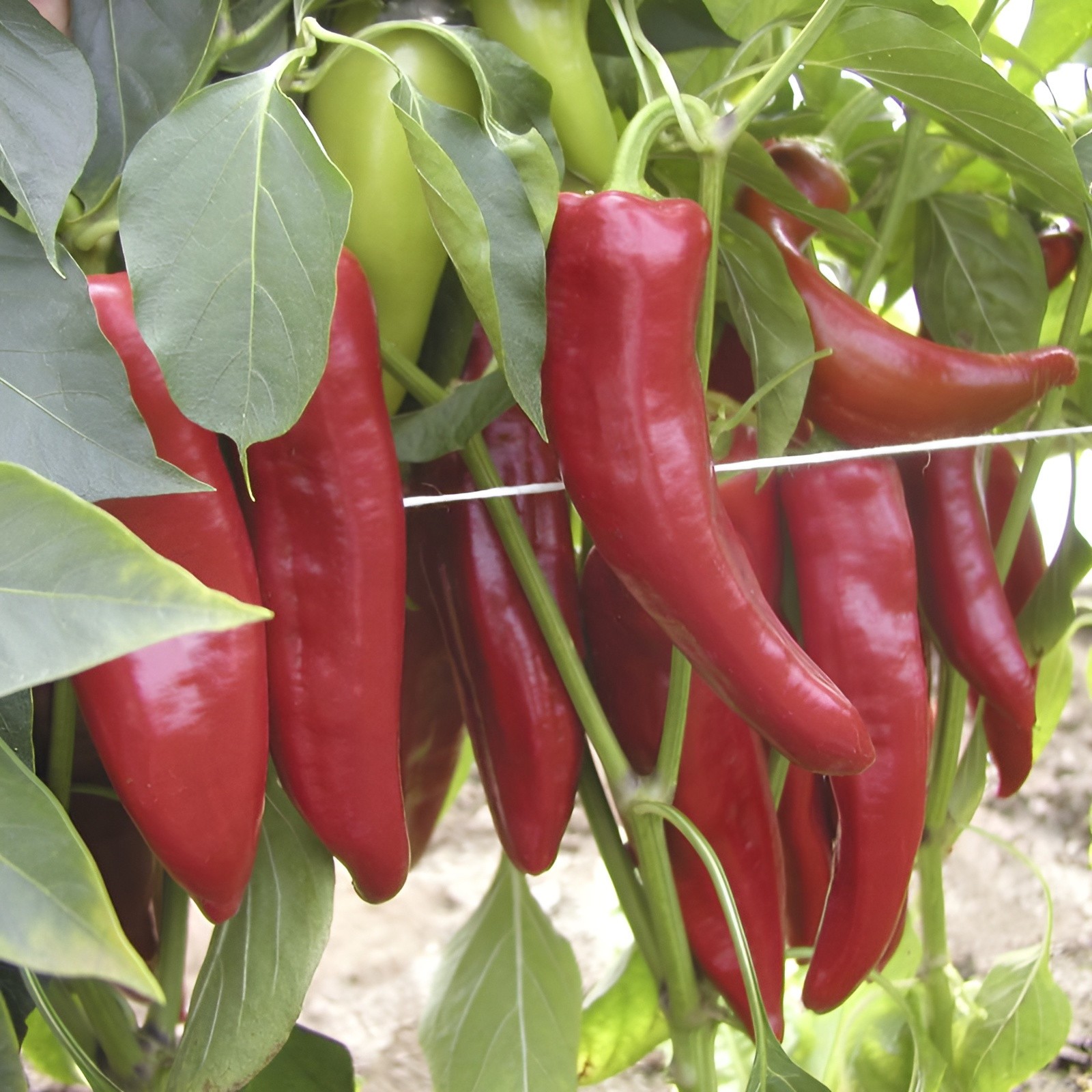 150ct NuMex 6-4 Hatch Chili Pepper Seeds! VERY MILD Large Flavorful Hatch Chili