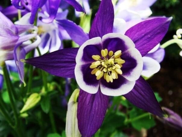 Columbine PURPLE HAZE Mix Perennial Hummingbirds Butterflies Non-GMO 200 Seeds