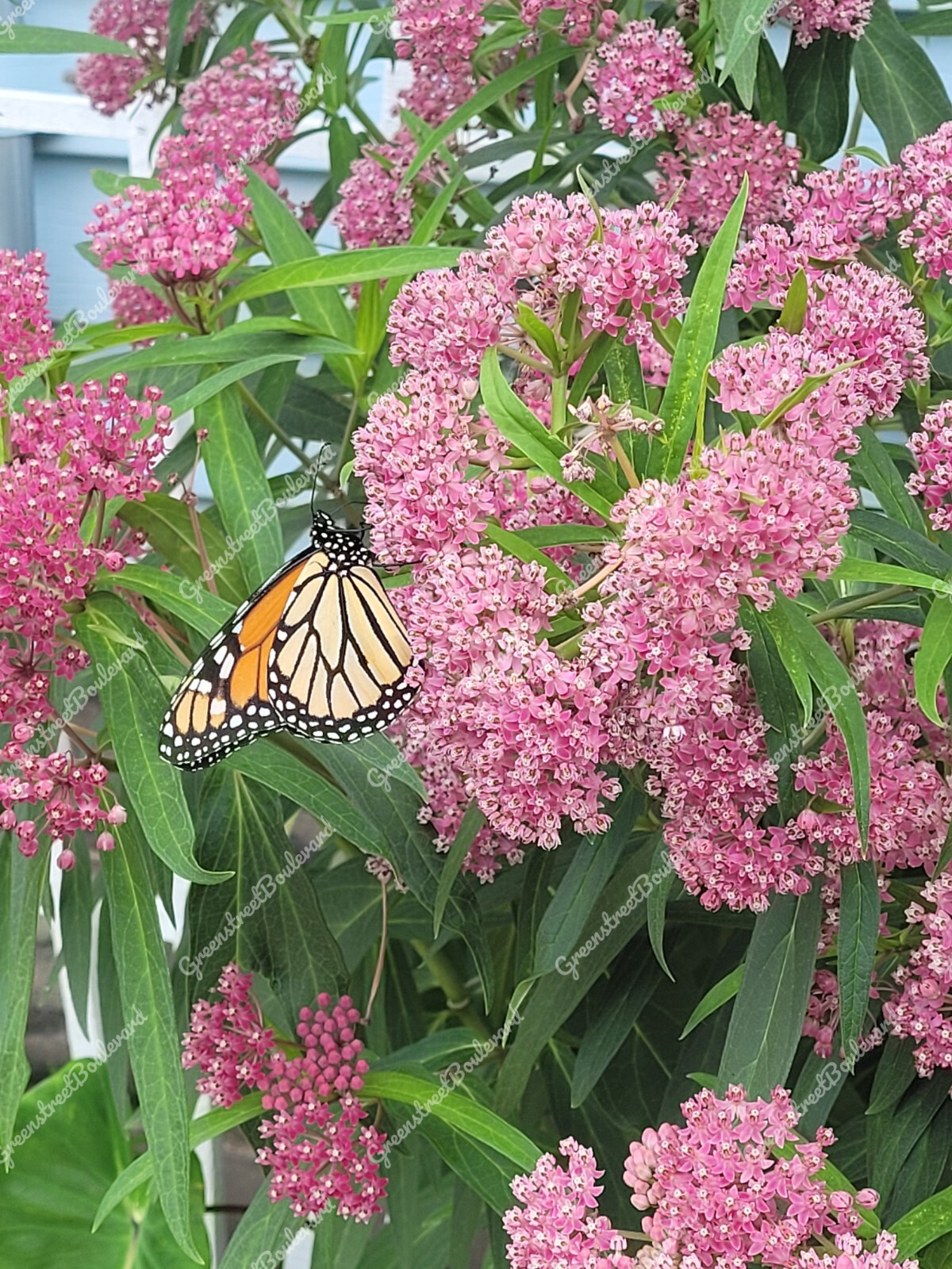 50 Seeds-Asclepias incarnata Swamp Milkweed ‘Cinderella’ Perennial in Zones 3-9