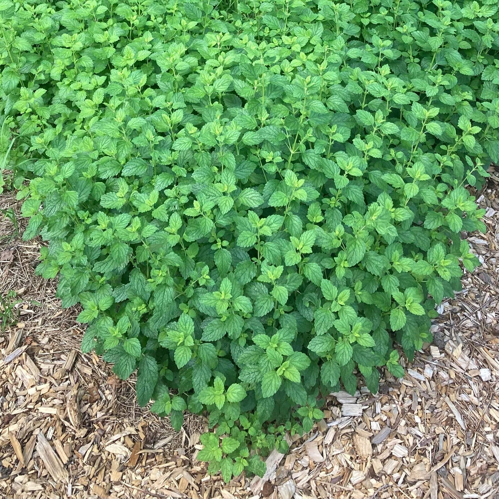 Lemon Balm Seeds (Melissa officinalis) ~Traditional Herb Pollinator Garden