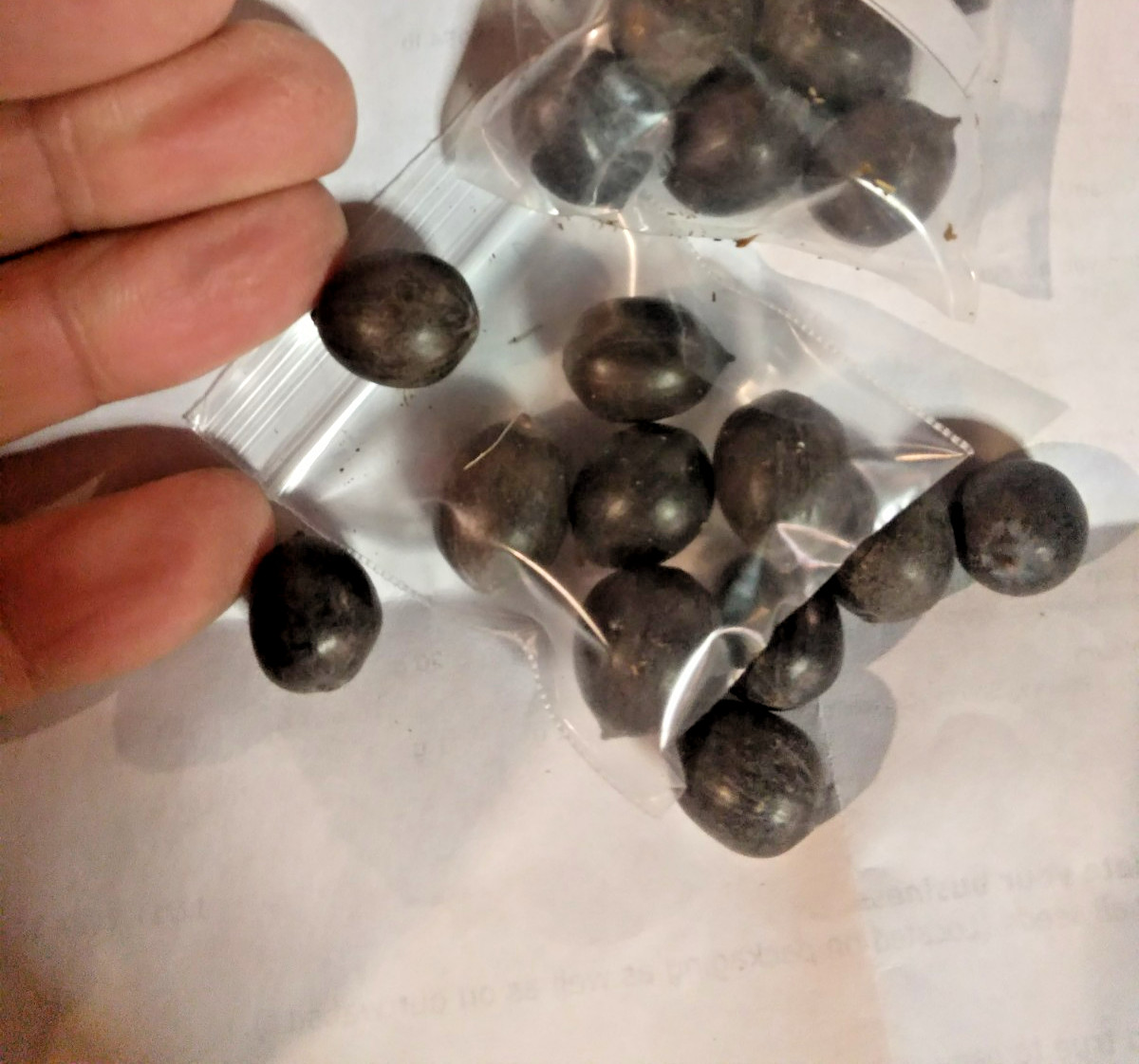 5 ROSE PINK LOTUS SEEDS – Nelumbo Nucifera