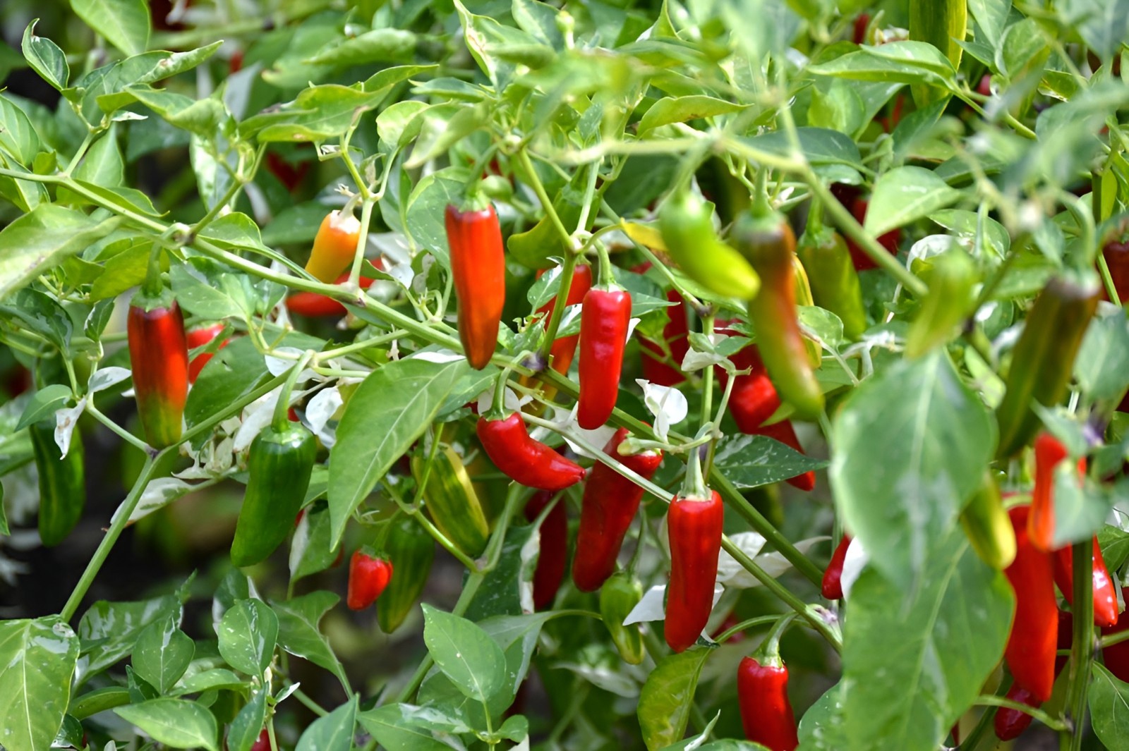 150+ Heirloom Organic Serrano Pepper Seeds HOT Non-GMO Pico – De Gallo Pepper!
