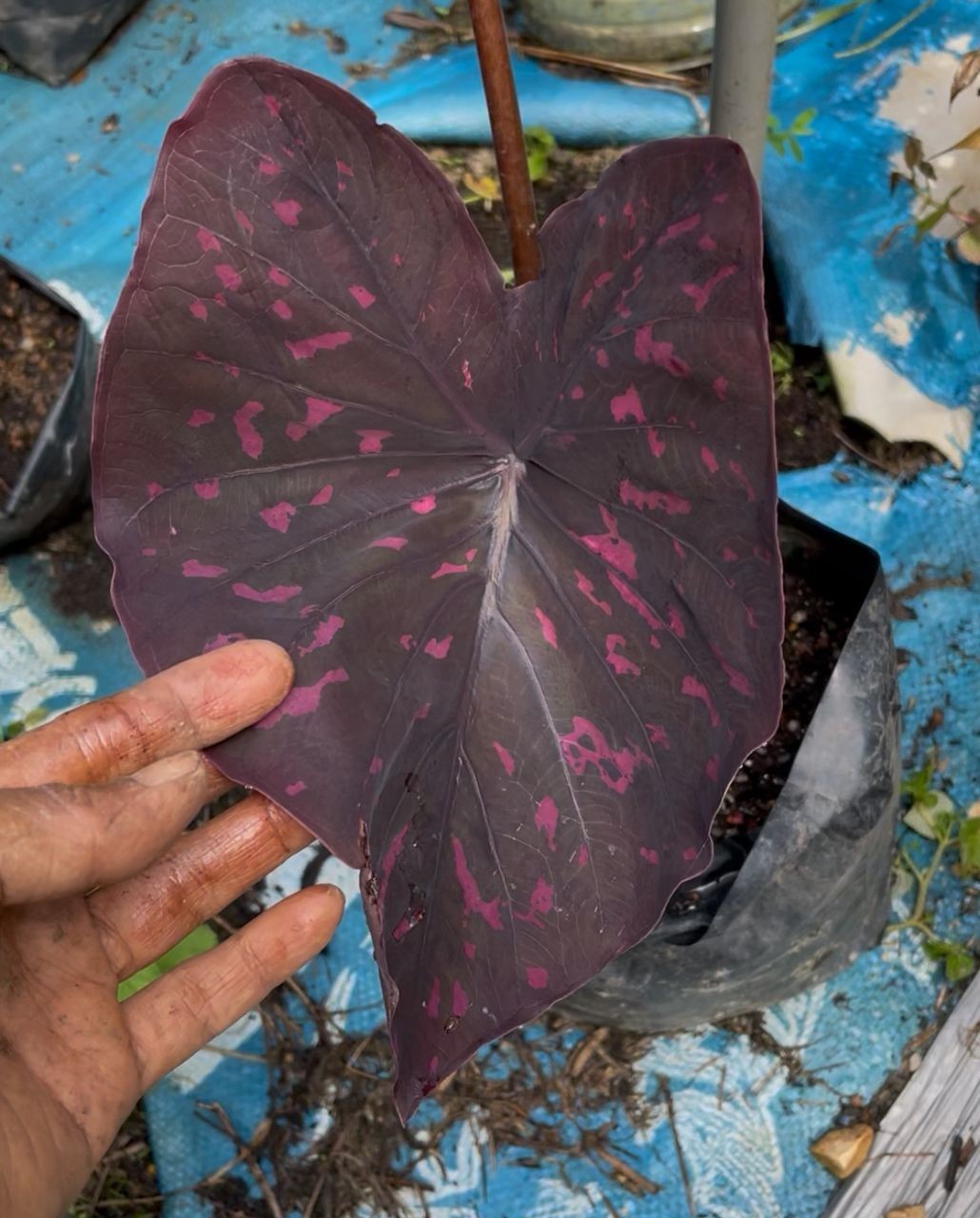 AUTHENTIC Caladium Equador 1 bulbs