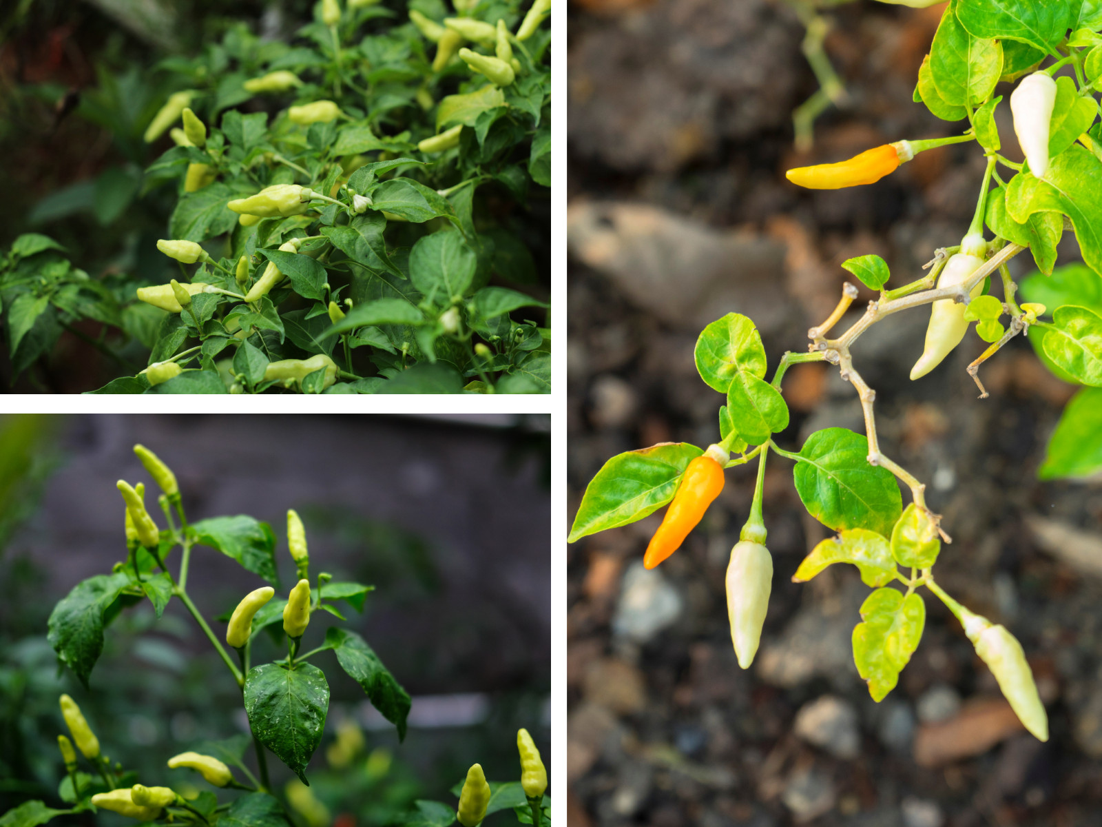 35 Seeds| Bird’s Eye Chili Peppers (Thai) Seeds#6039