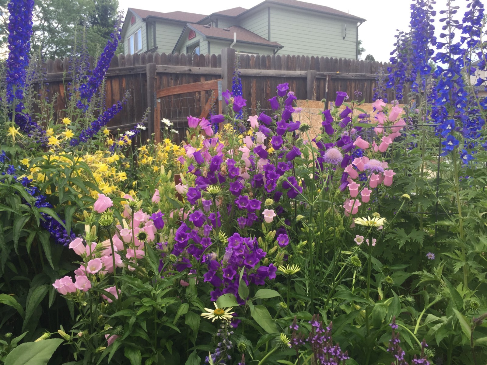 300 seeds CANTERBURY BELLS MIX colors Campanula Seeds from my garden + Gift