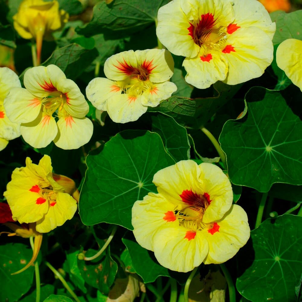 400 Seeds Tropaeolum Nasturtium Peach Melba Vining Flower Seeds