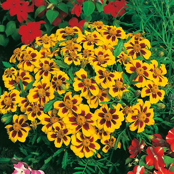 Dainty Marietta Dwarf Marigold Seeds | Heirloom / Non-GMO | Free Shipping | 1190