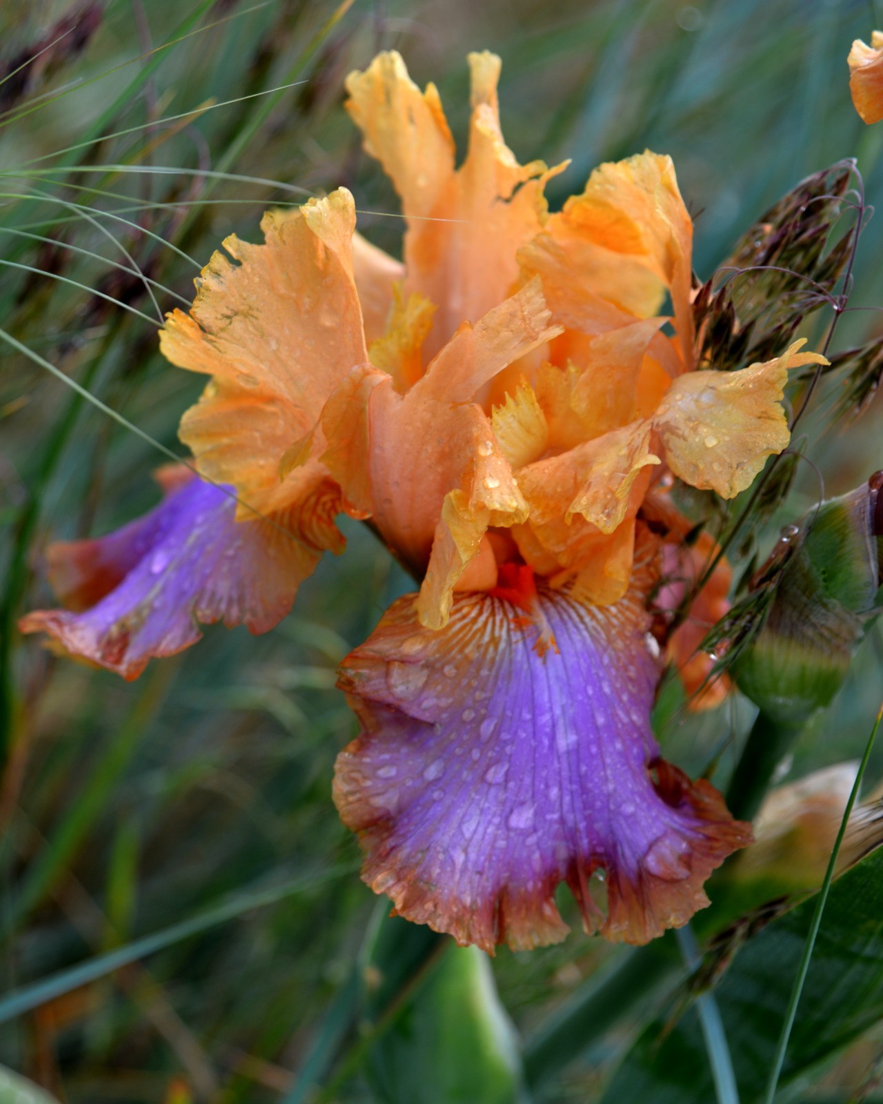 ** GRAND CANYON SUNSET ** Tall Bearded Iris. Combined Shipping: Jul – Sep