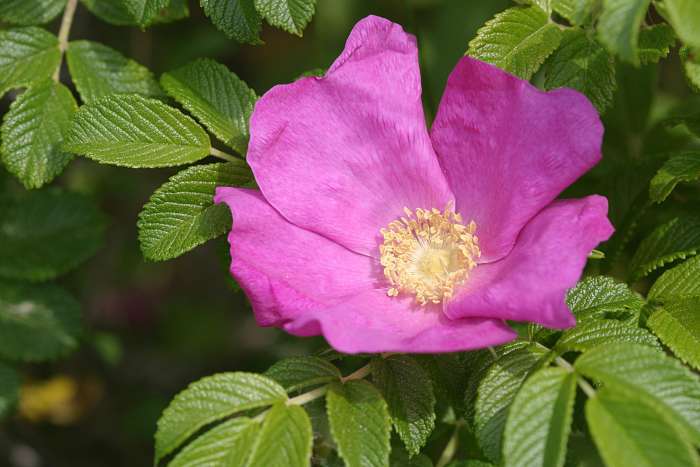 Pink Rugosa Rose, Rosa rugosa Pink, Shrub Seeds