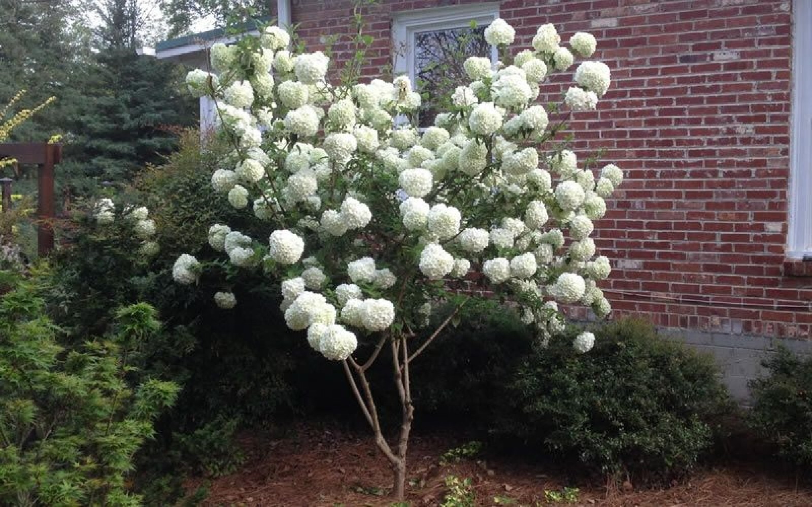 Chinese Snowball 40 seeds {Viburnum ichangense} Fast Growing Free Shipping!