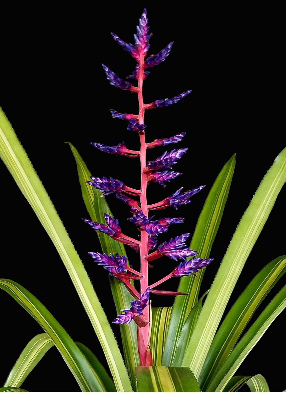Aechmea Blue Tango 9″ Pot – Live plant