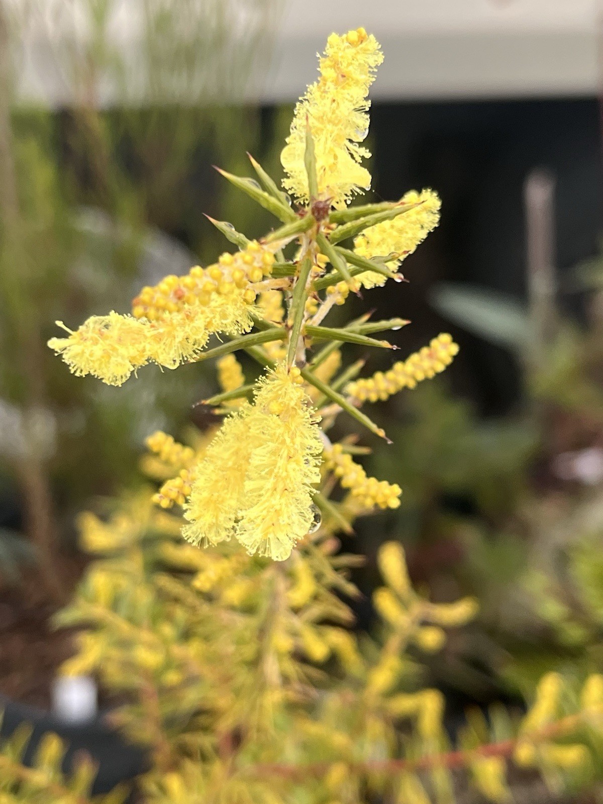 Acacia, Callistemon, Eucalyptus, Melaleuca, Seeds