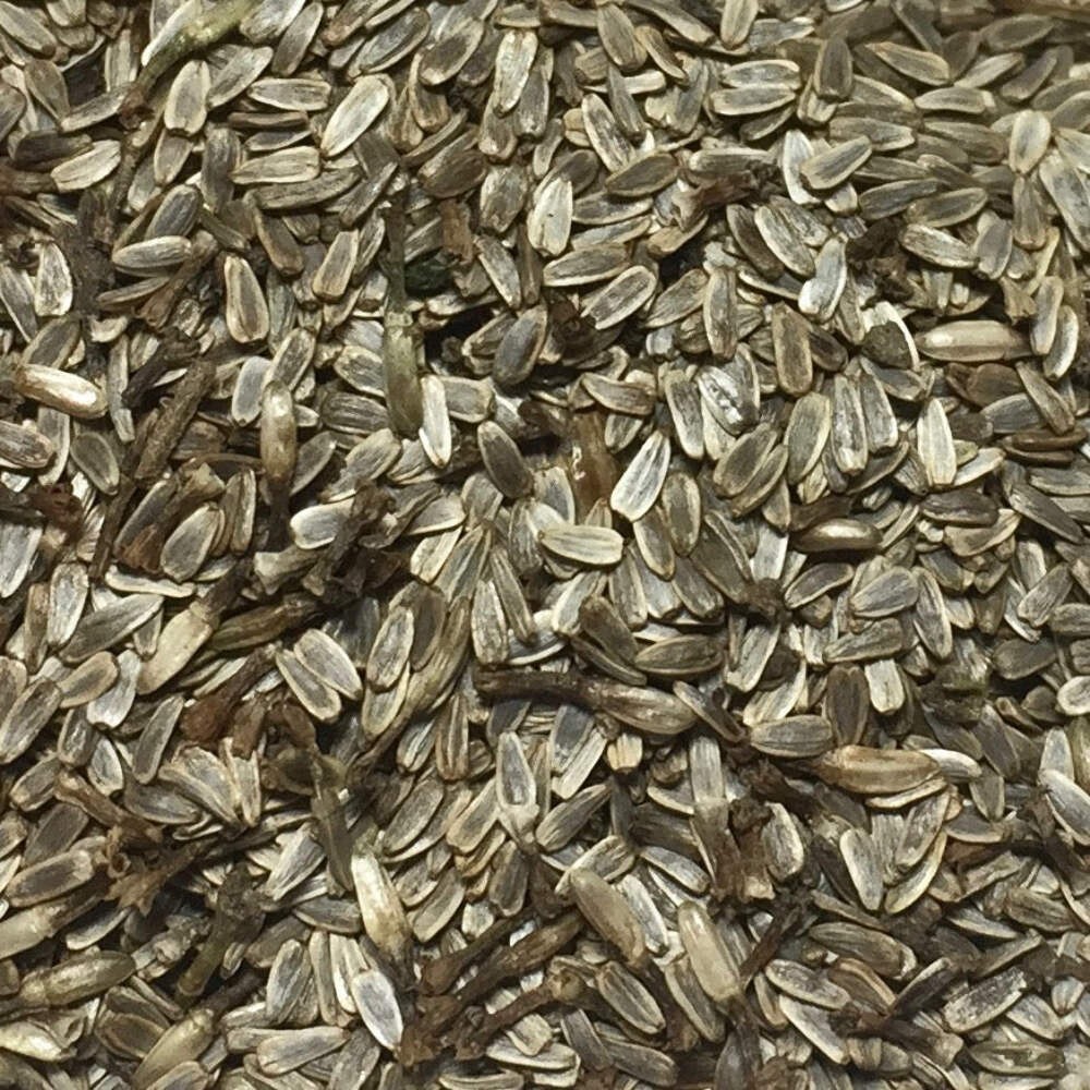Yarrow Seeds (Achillea millefolium) ~Traditional Herb Native Pollinator Garden