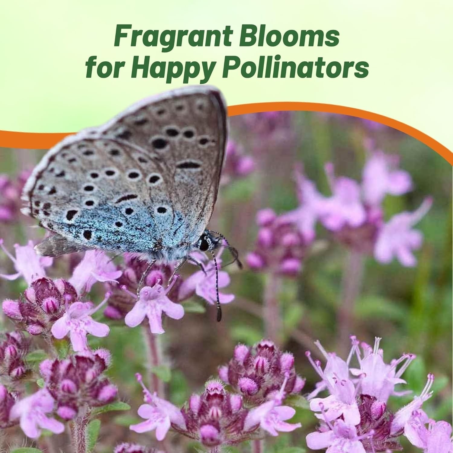 Easy-to-Grow Creeping Thyme Seeds – Fragrant Purple Flowers