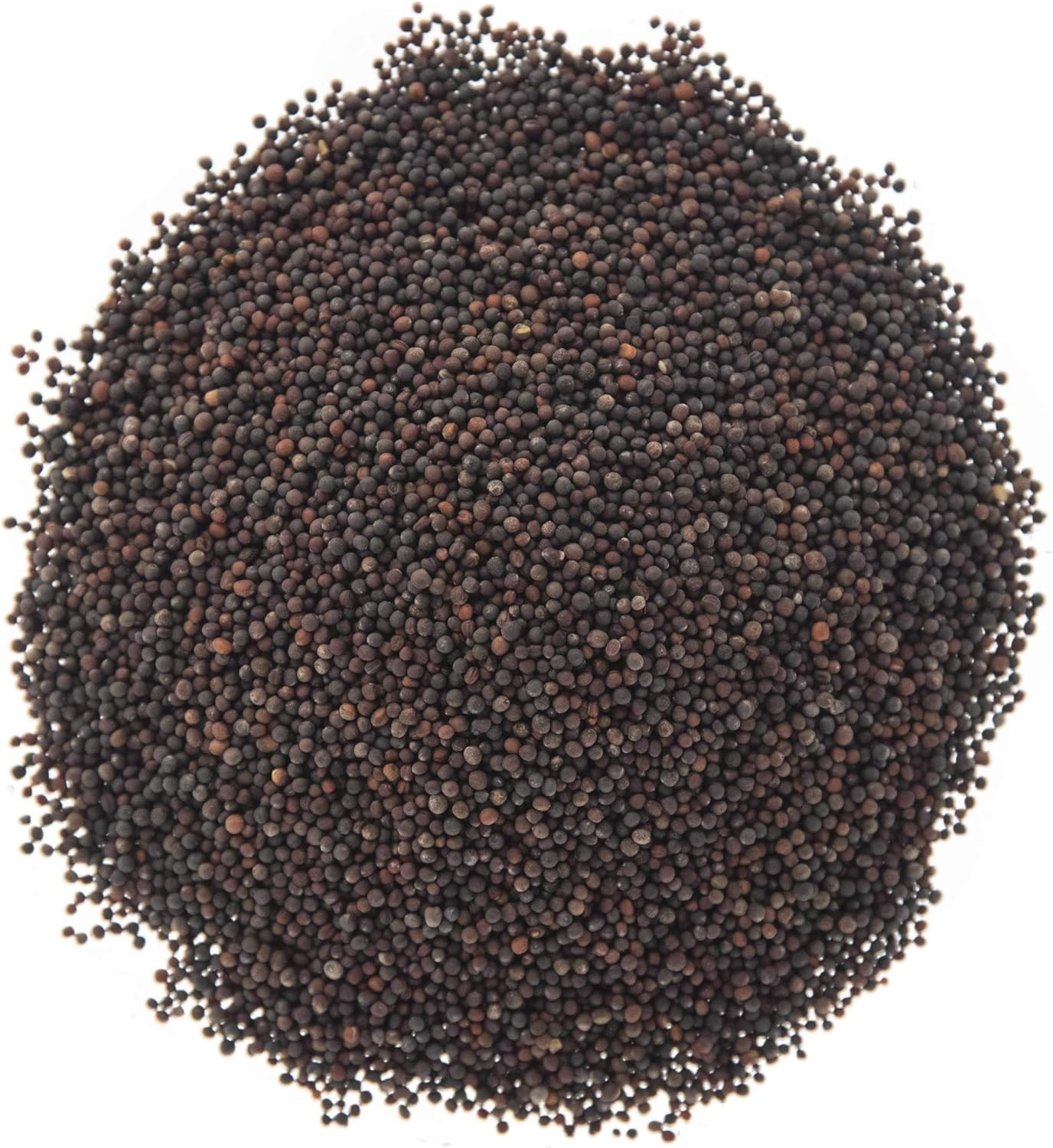 Broccoli Seeds for Sprouting & Microgreens | Waltham 29 Variety | Non GMO & Heir