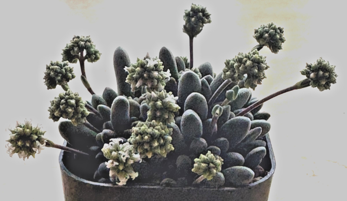Crassula namaquensis aff. R & Y 2043 Dadidas succulent cactus